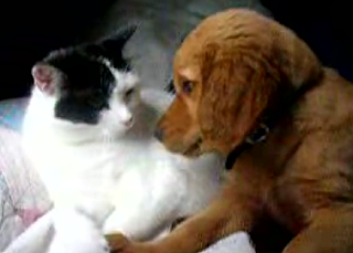 Dog & Cat Kiss & Make Up